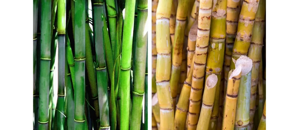 Environmental Impact of Sugarcane vs Bamboo Packaging