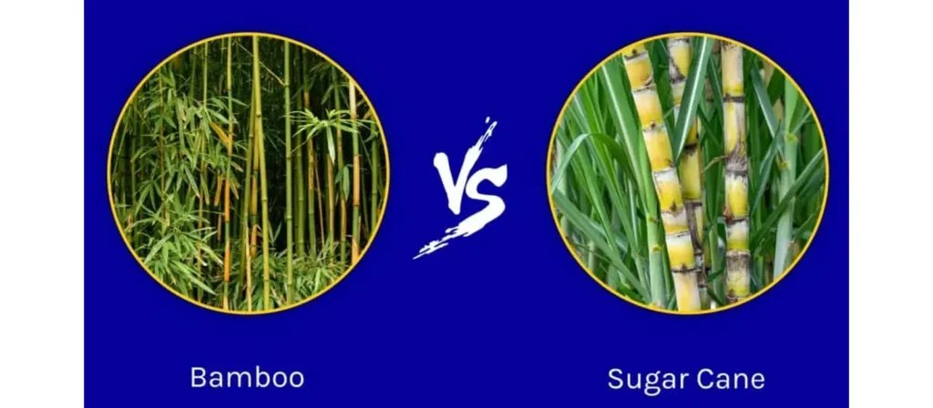 Key Differences Between Sugarcane and Bamboo