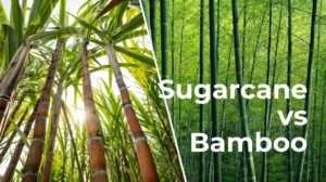 Sugarcane vs Bamboo