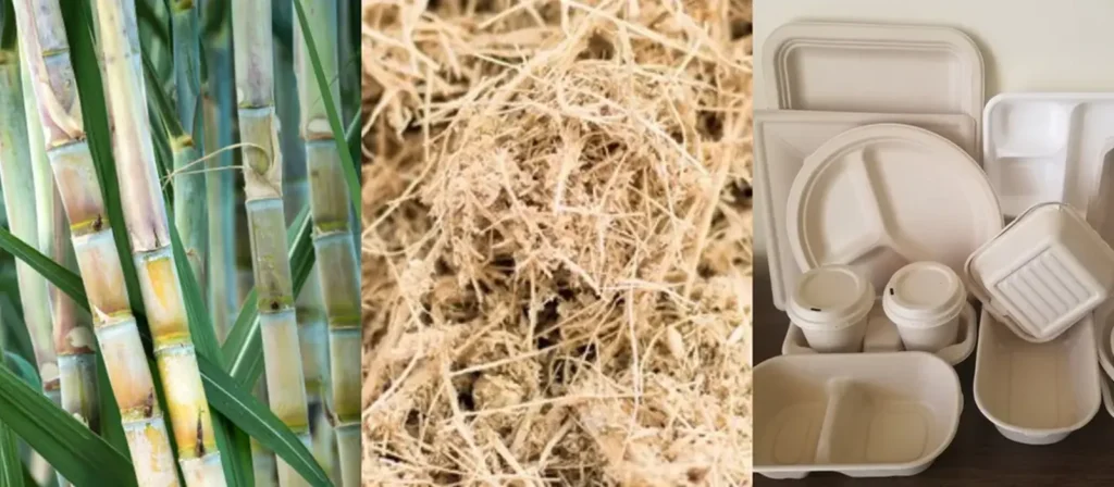 Sugarcane vs Bamboo Product Applications and Versatility