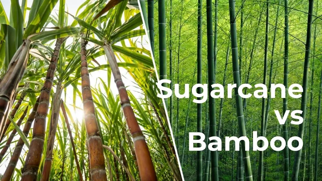 Sugarcane vs Bamboo