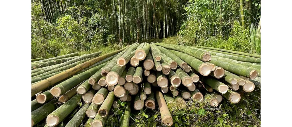 What is Bamboo