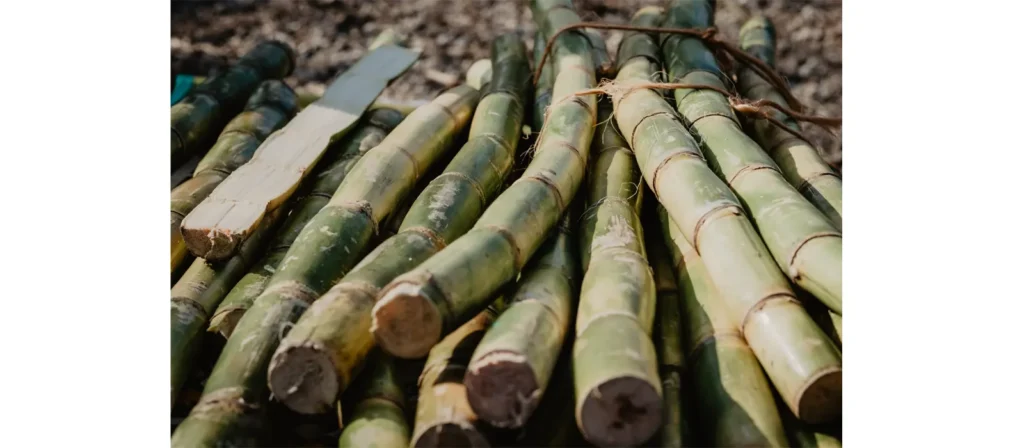 What is Sugarcane