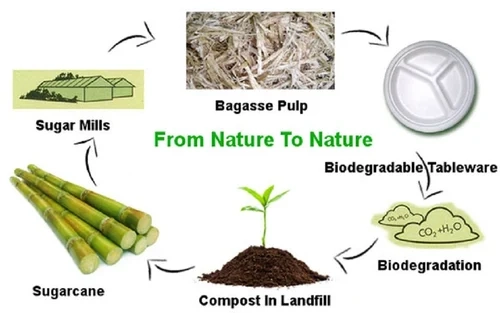 How Bagasse Is Produced from Sugarcane