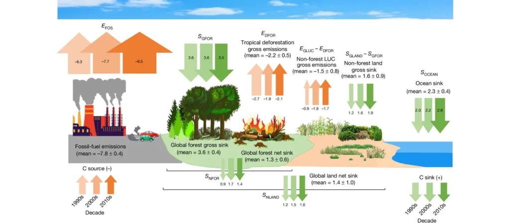 Major Sources of Carbon Emissions