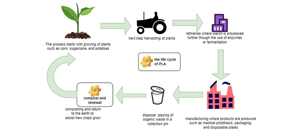 What is PLA for Cups, Straws, and Boxes? 3 How PLA is Made