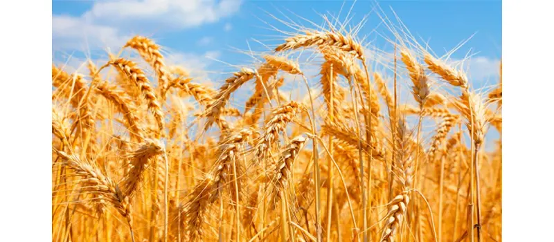 What is Wheat Straw Plastic? 9 Market Trends for Wheat Straw Plastic