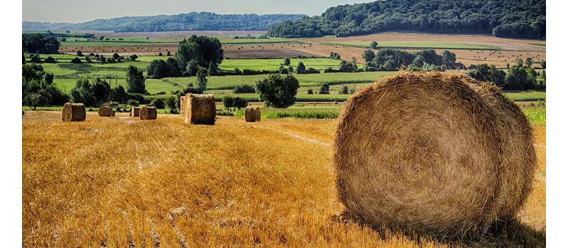 What is Wheat Straw Plastic? 3 Pros and Cons of Wheat Straw Plastic