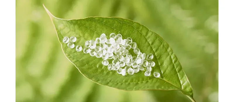 What is PLA for Cups, Straws, and Boxes? 2 The Origin of PLA