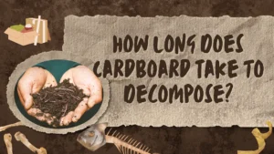 How Long Does Cardboard Take to Decompose