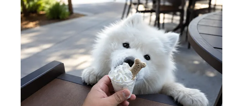 What Is a Pup Cup and How to Choose Disposable Cups to Serve It? 2 Benefits of Pup Cup for Your Business
