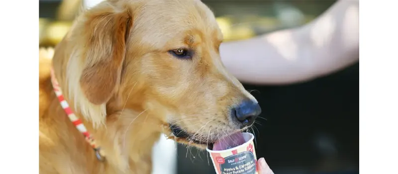 What Is a Pup Cup and How to Choose Disposable Cups to Serve It? 4 Is a Pup Cup Safe for Dogs