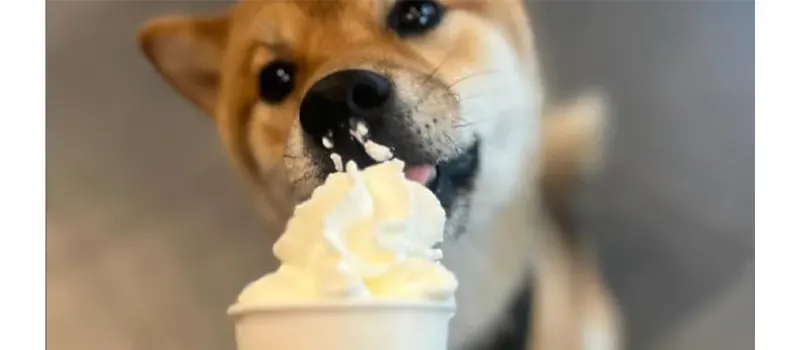 What Is a Pup Cup and How to Choose Disposable Cups to Serve It? 8 Select a Practical Pup Cup Size