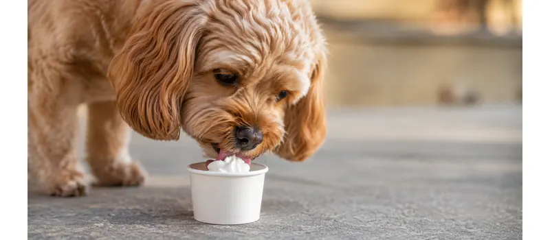 What Is a Pup Cup and How to Choose Disposable Cups to Serve It? 1 What Is a Pup Cup
